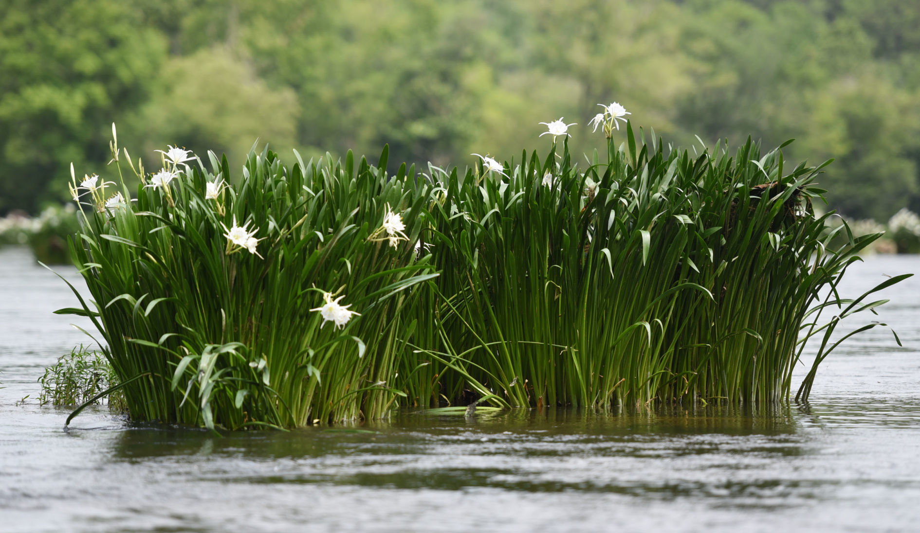 Landsford Canal State Park